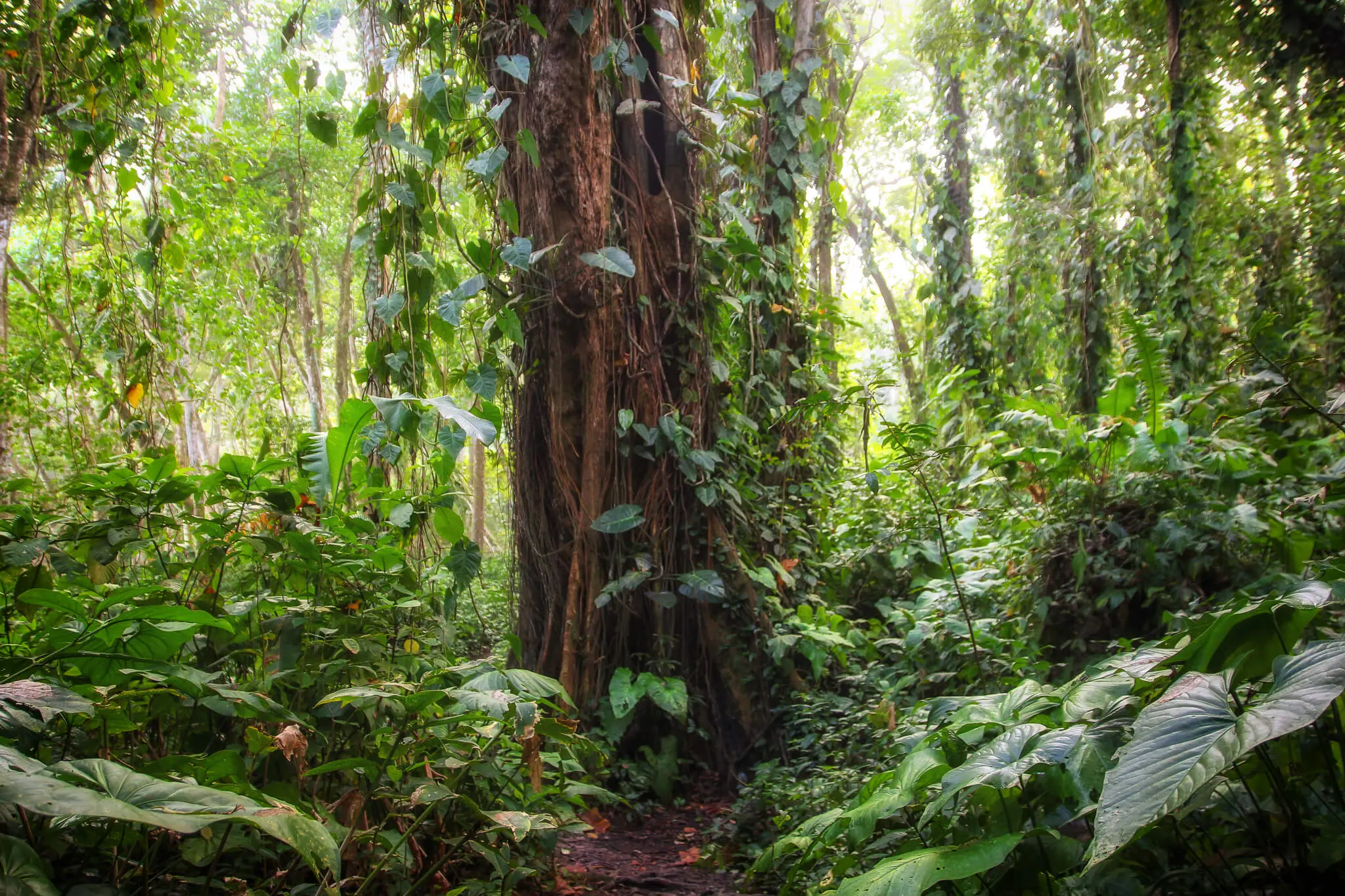 Baum in Costa Rica Baum in Costa Rica