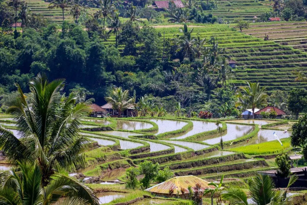 Reisterrassen in Indonesien