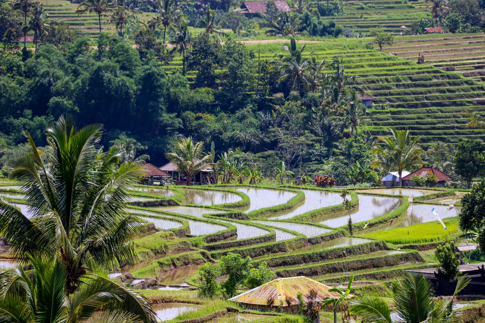 Reisterrassen in Indonesien