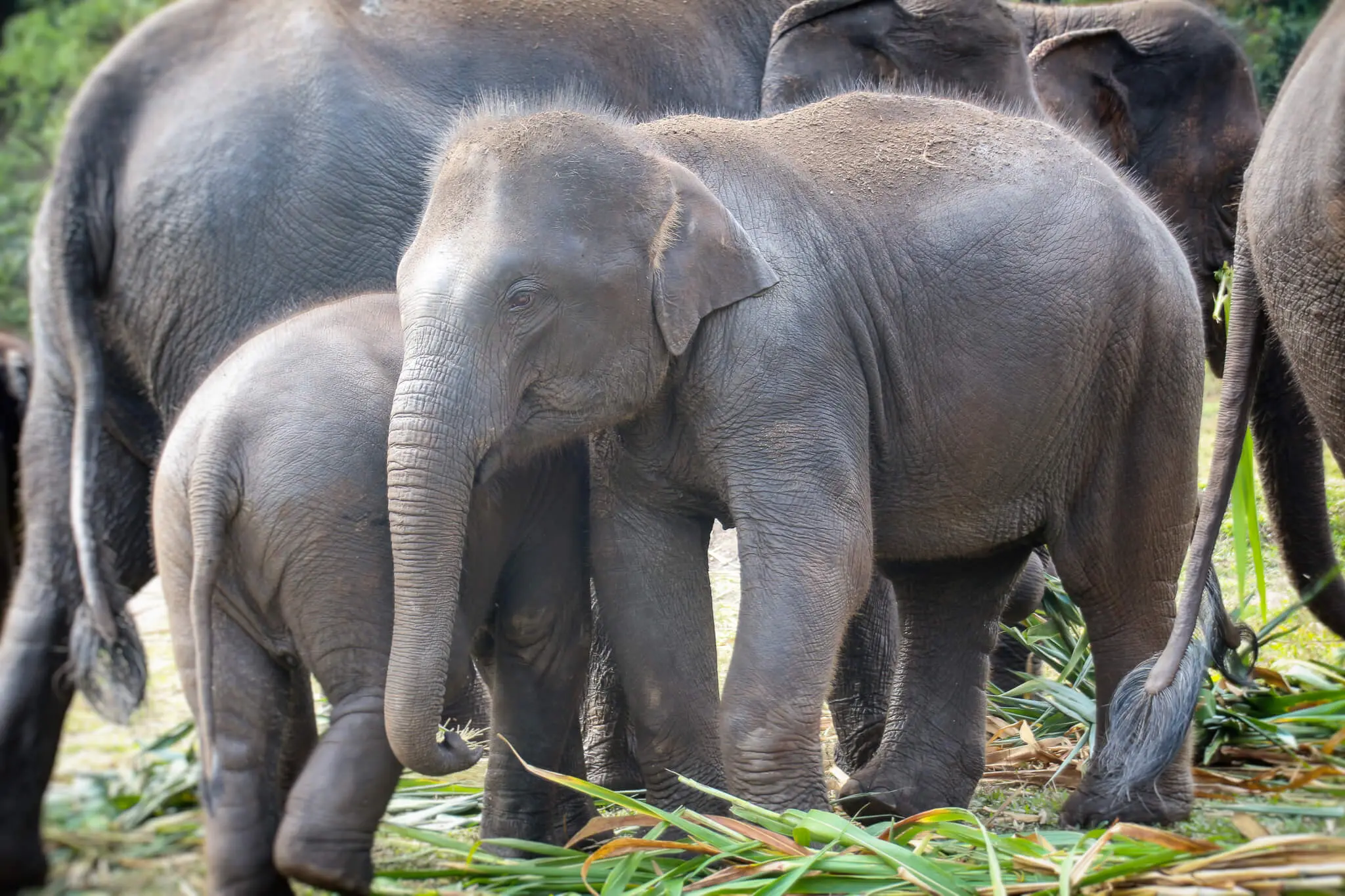 Babyelefant im Elephant Jungle Sanctuary