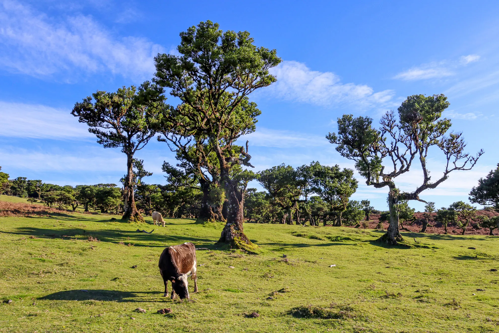 Fanal Lorbeerbäume mit Kuh im Vordergrund