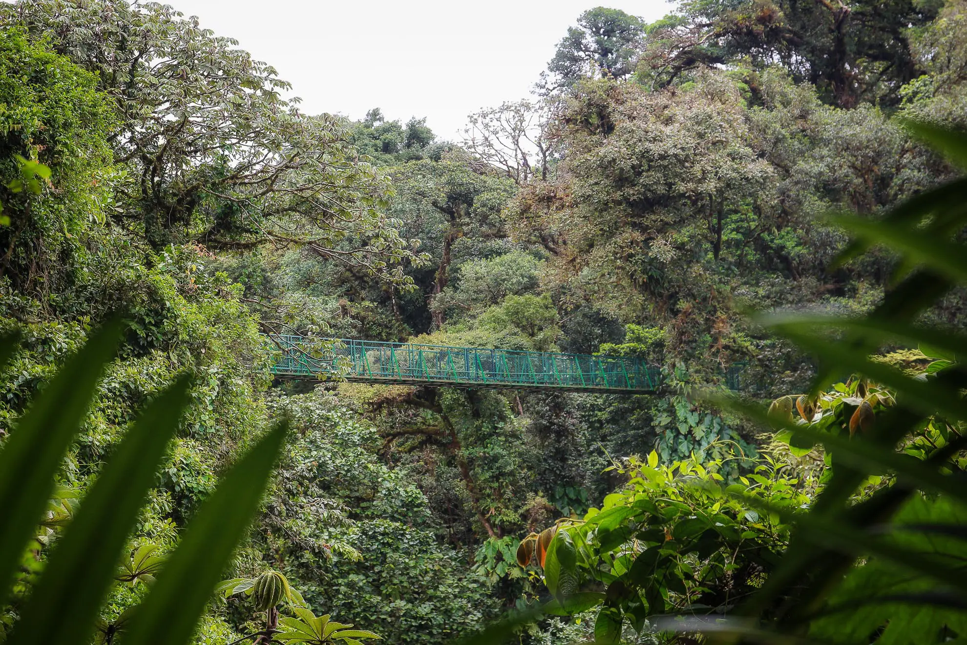Regenwald Monteverde Costa Rica