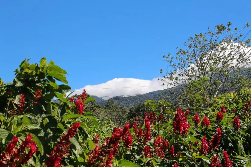 Pura Vida - This is beautiful Costa Rica