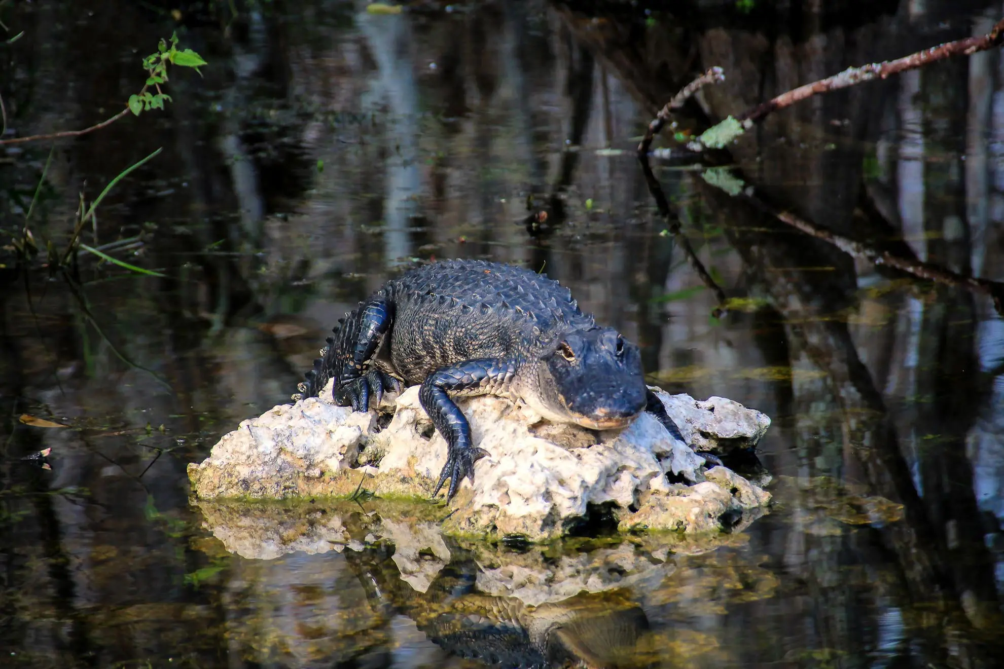 Alligator in den Everglades