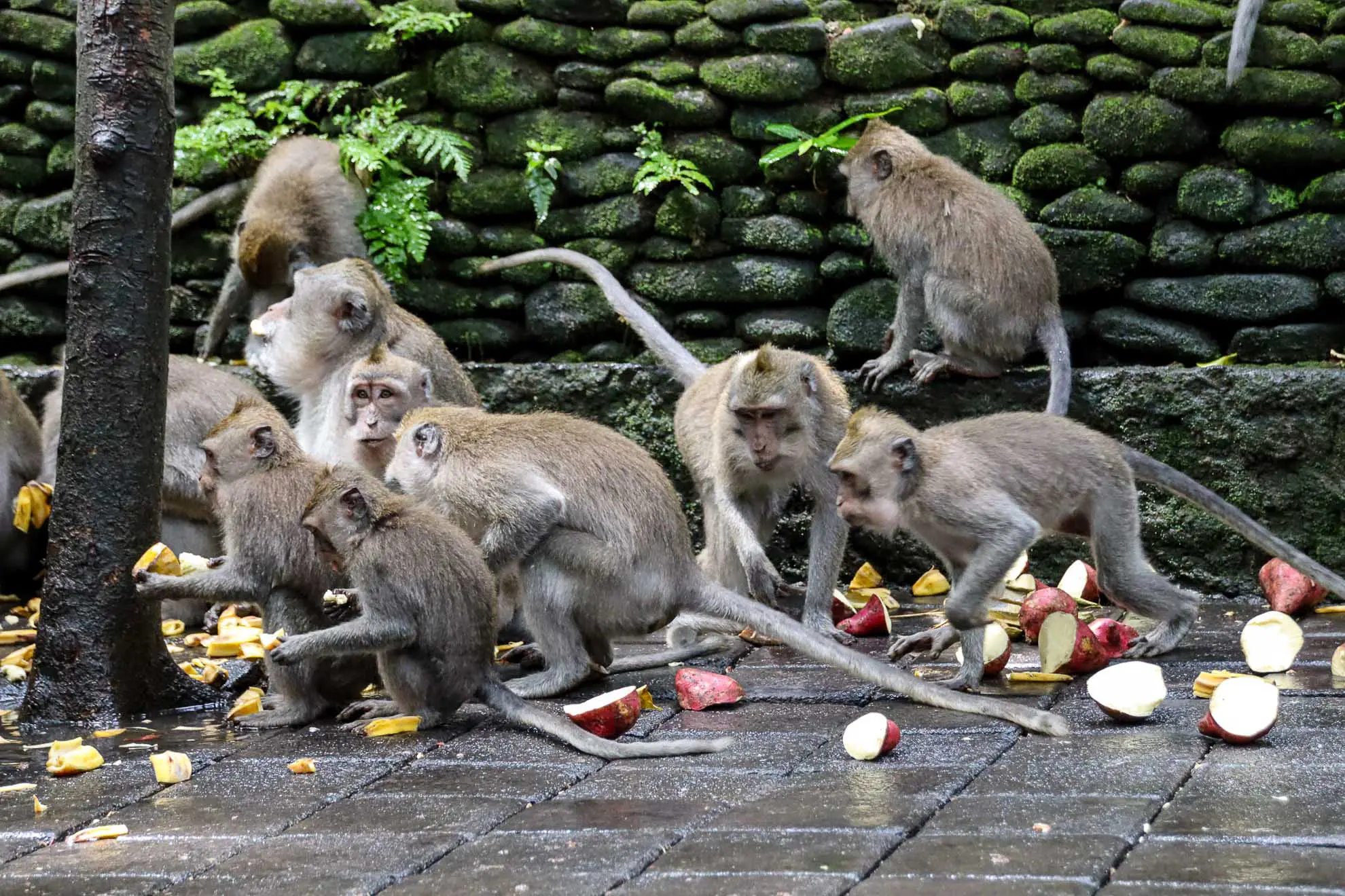 Affen im Monkey Forest