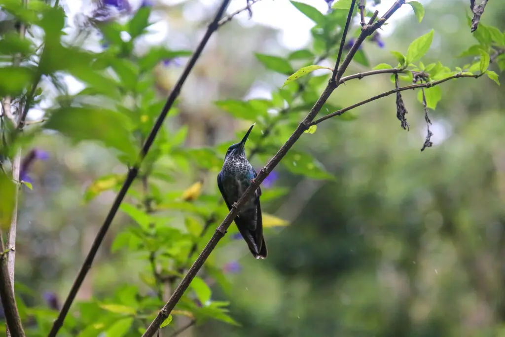 Kolibri im Dschungel Costa Ricas