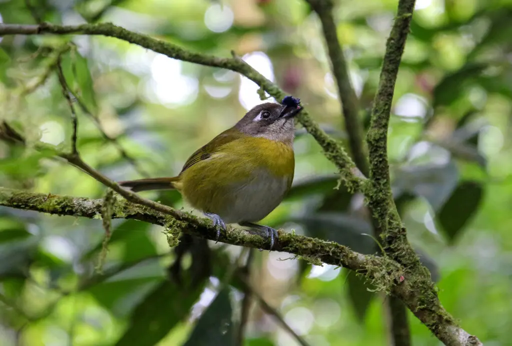 Tropenvogel auf Ast im Blätterdach
