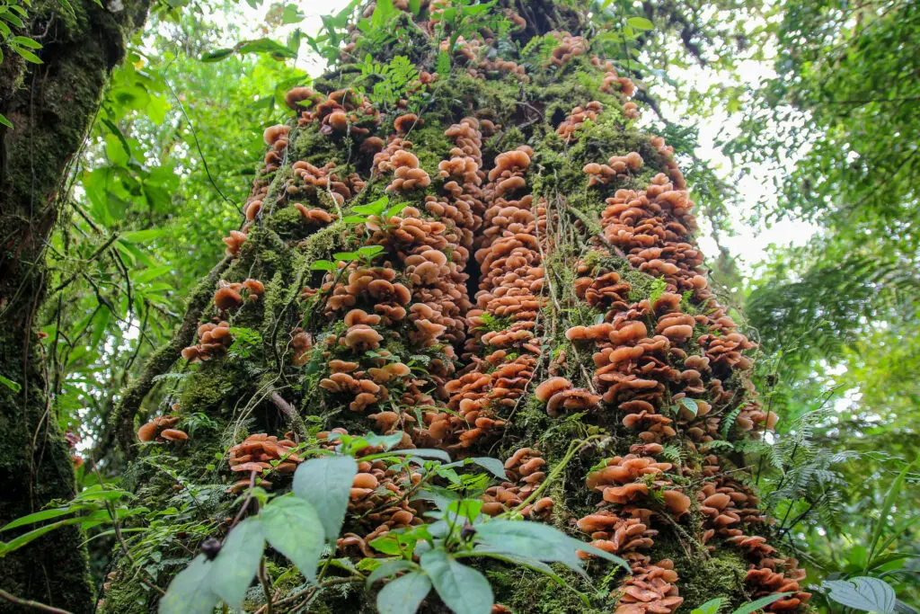 Roter Pilzteppich rankt sich an dicker Baumrinde empor