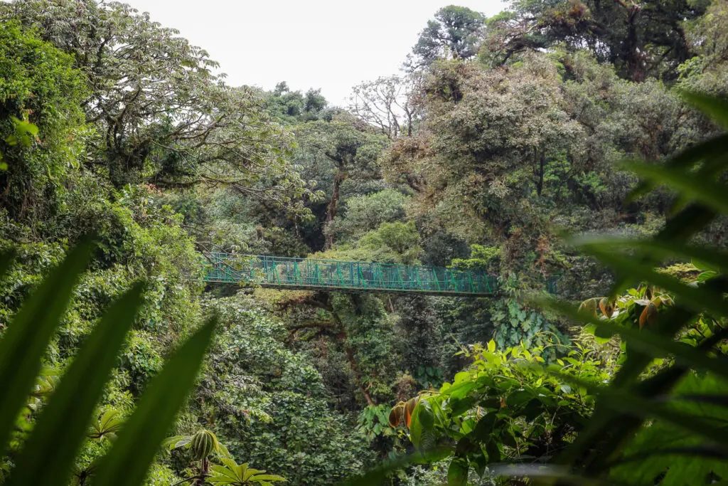 Hängebrücke zwischen dichten Baumkronen