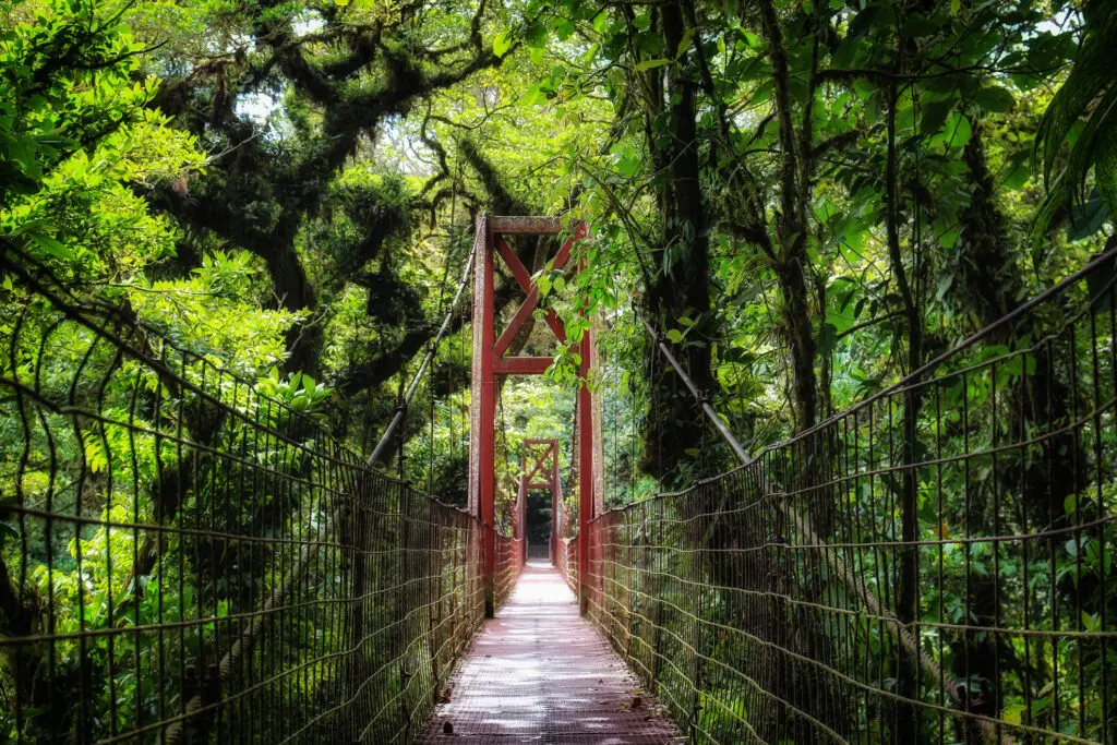 Lange rote Brücke führt durch dichten Dschungel