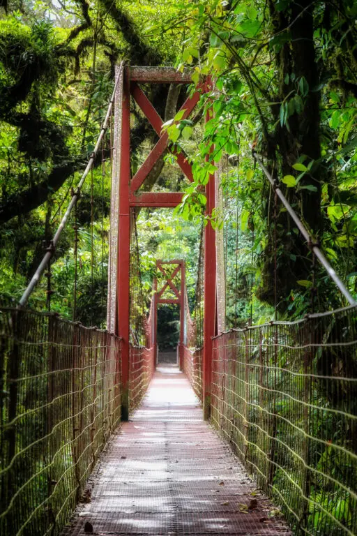 Hängebrücke spannt sich durch grün überwucherte Baumkronen