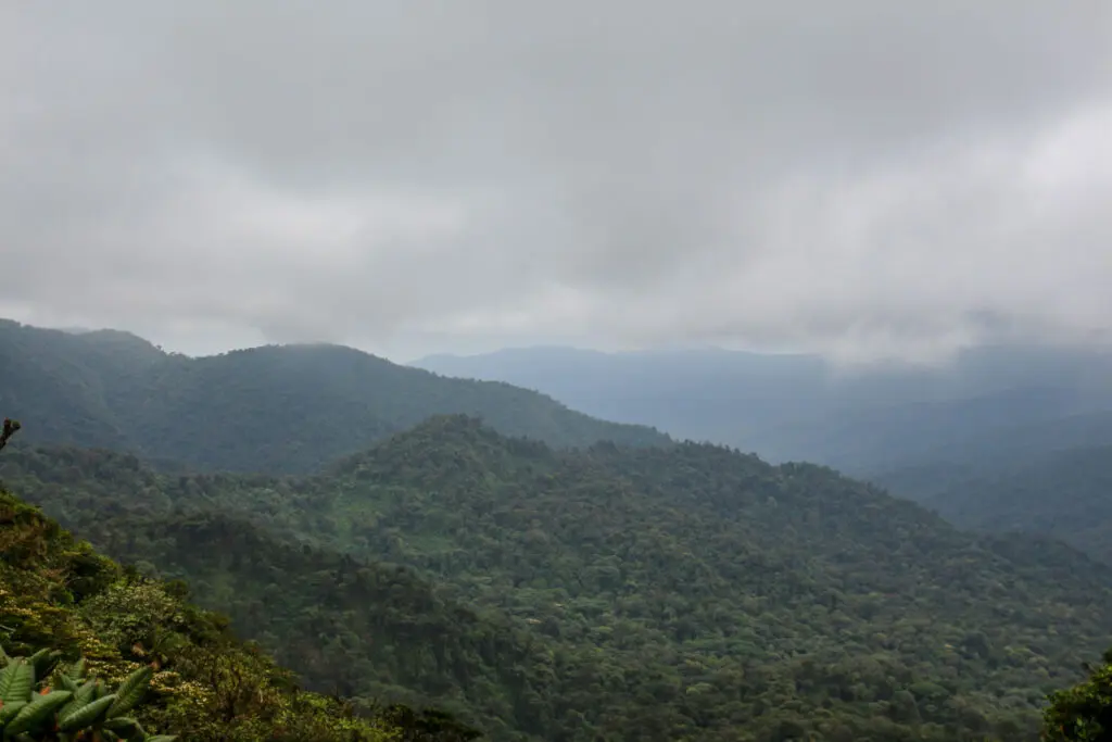 Nebel zieht über dichte Wälder im Gebirge von Monteverde