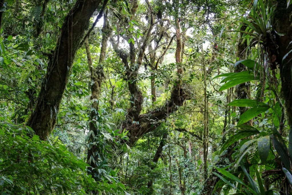 Dichte Vegetation mit Nebel und Moos im Nebelwald
