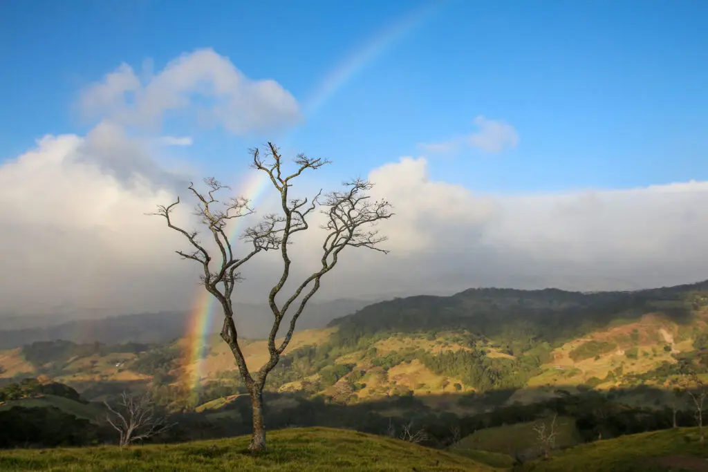 Lichtspiel mit Regenbogen über einem kahlen Baum im Hochland