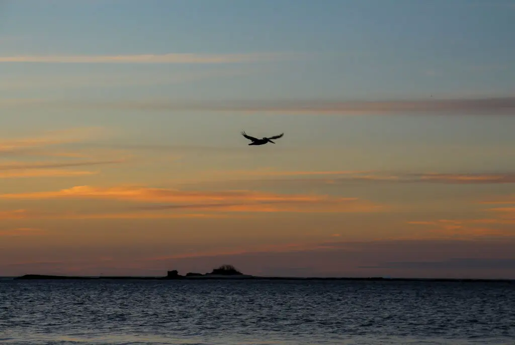 Pelikan im Abendlicht über dem Meer