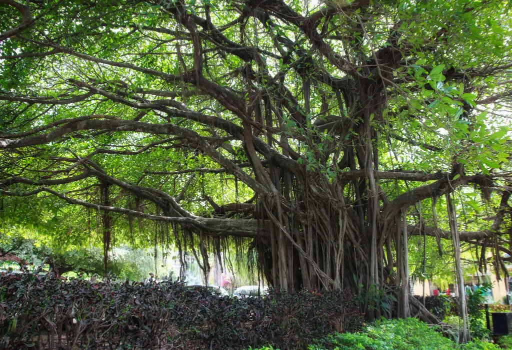 Majestätischer Baum mit dichten Luftwurzeln im tropischen Wald