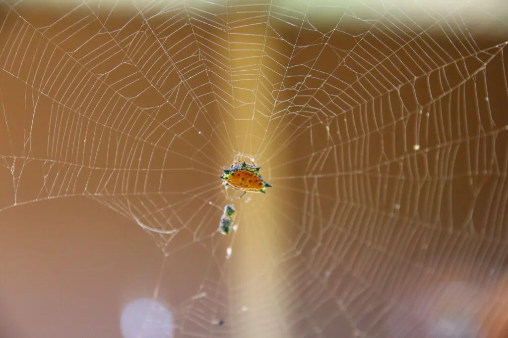 Tropische Spinne in kunstvollem Netz vor unscharfem Hintergrund