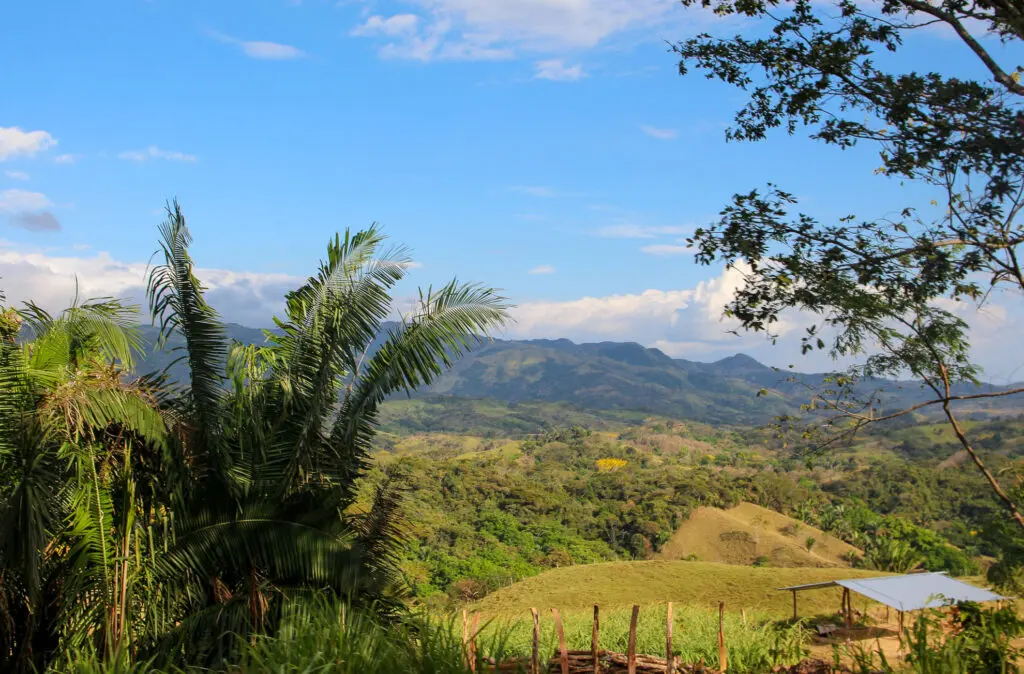 Panoramablick auf sanfte Hügel mit tropischer Vegetation