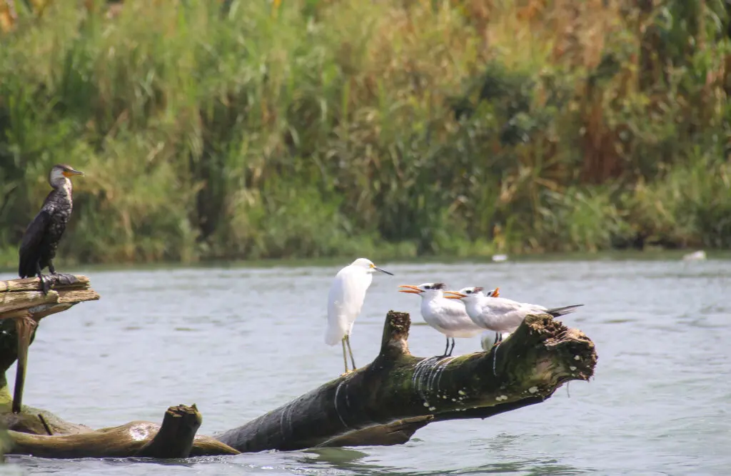 Tortuguero Vogel sitzt auf Baumstamm im Wasser mit weiteren Wasservögeln im Hintergrund