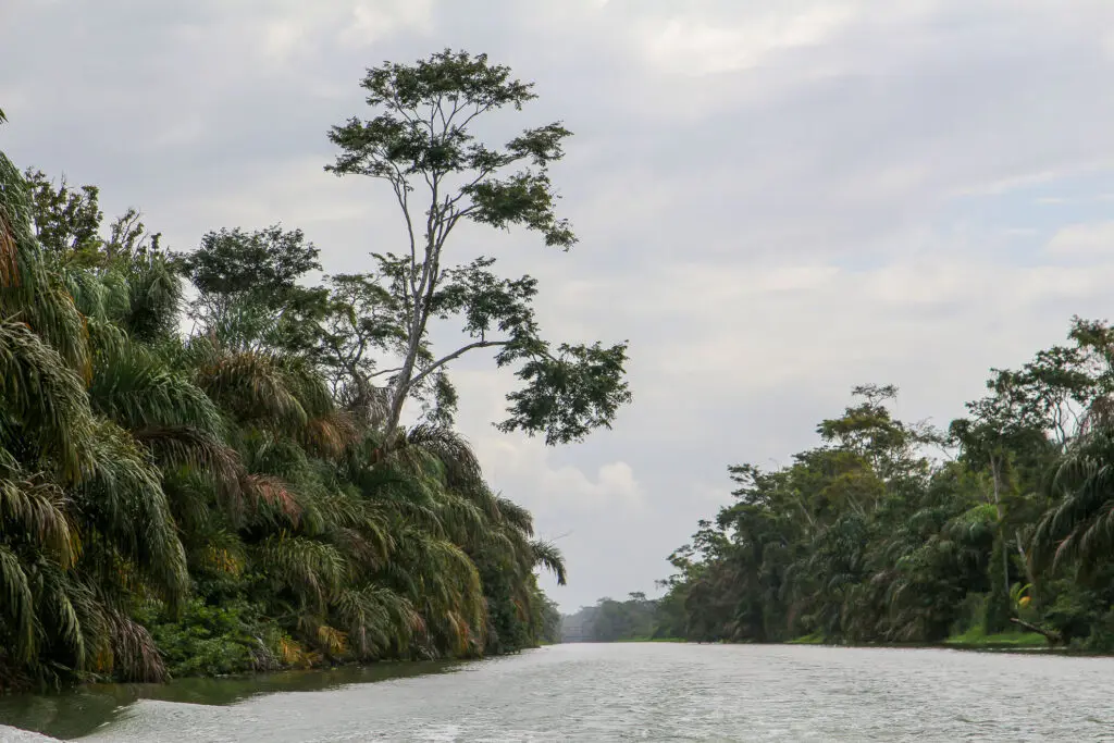 Flusslauf im Tieflandregenwald