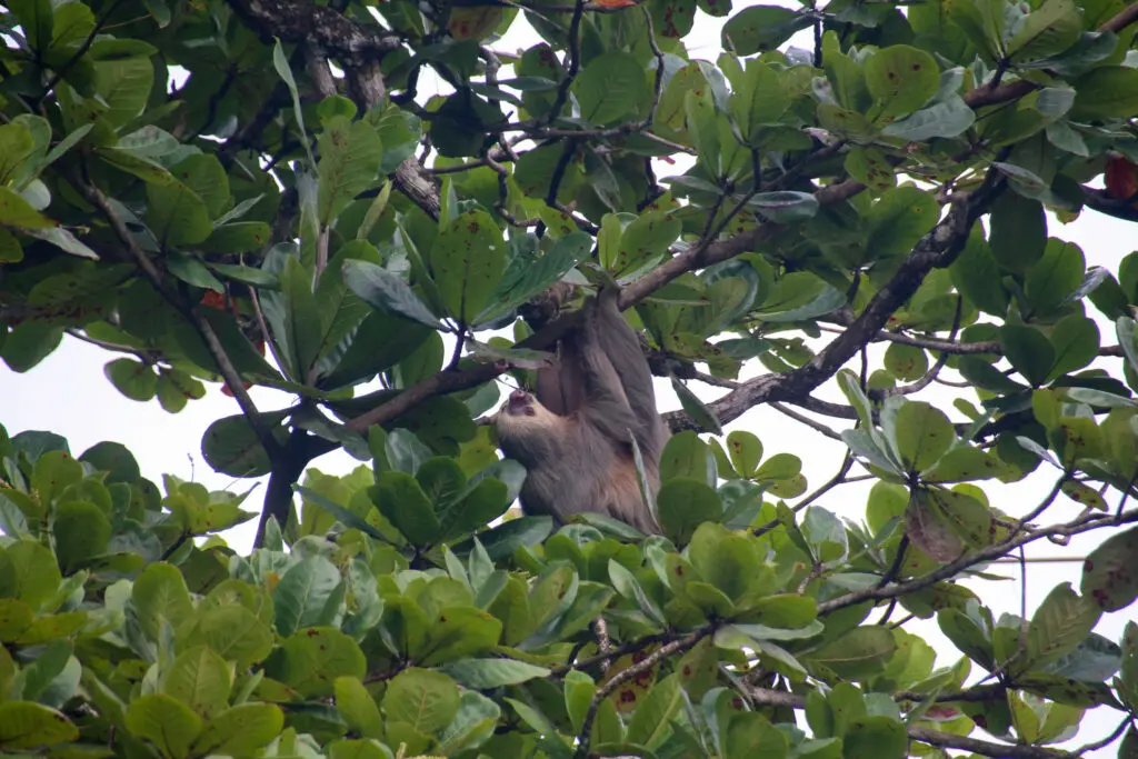 Faultier hängt entspannt in einem tropischen Baum