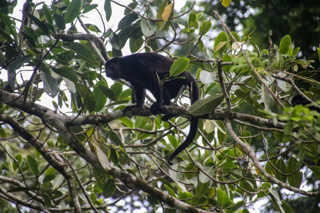 Schwarzer Brüllaffe sitzt auf Ast und beobachtet die Umgebung