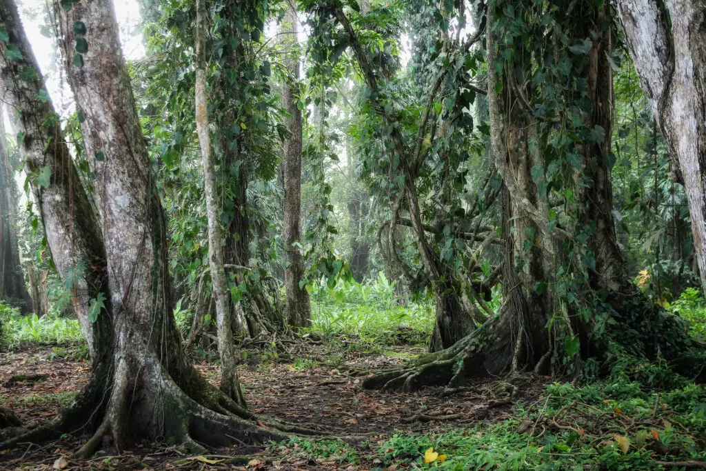 Licht und Schatten im grünen Regenwald von Costa Rica