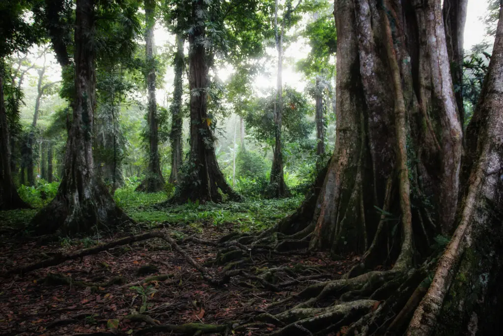 Sonnenlicht fällt durch hohe Baumriesen im Regenwald