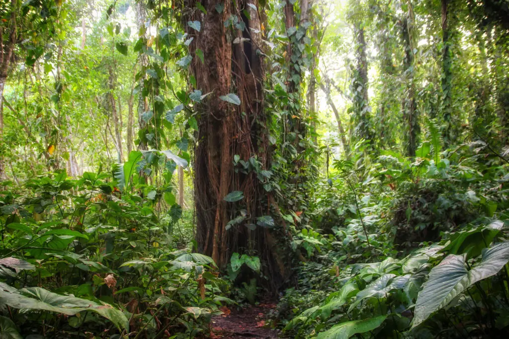 Pura Vida - This is beautiful Costa Rica Tropischer Wald mit dicken Wurzeln und dichtem Grün