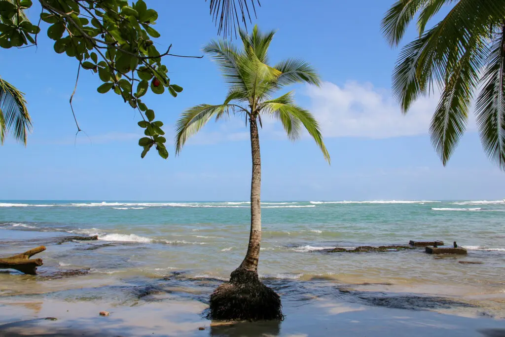 Einsame Palme am ruhigen Strand mit türkisfarbenem Wasser