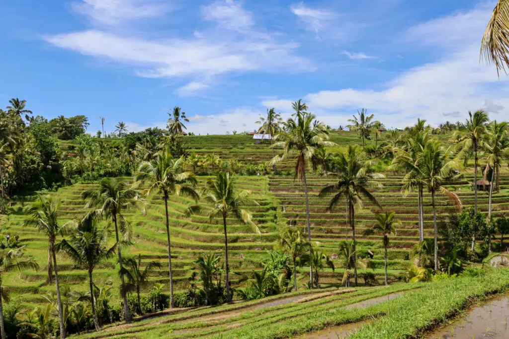 Hügelige Landschaft mit Palmen und Feldern