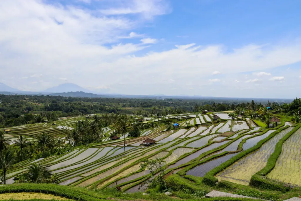 Reisfelder mit Blick auf den Gunung Agung