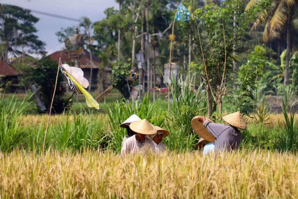 Reisernte mit Strohhüten auf Bali