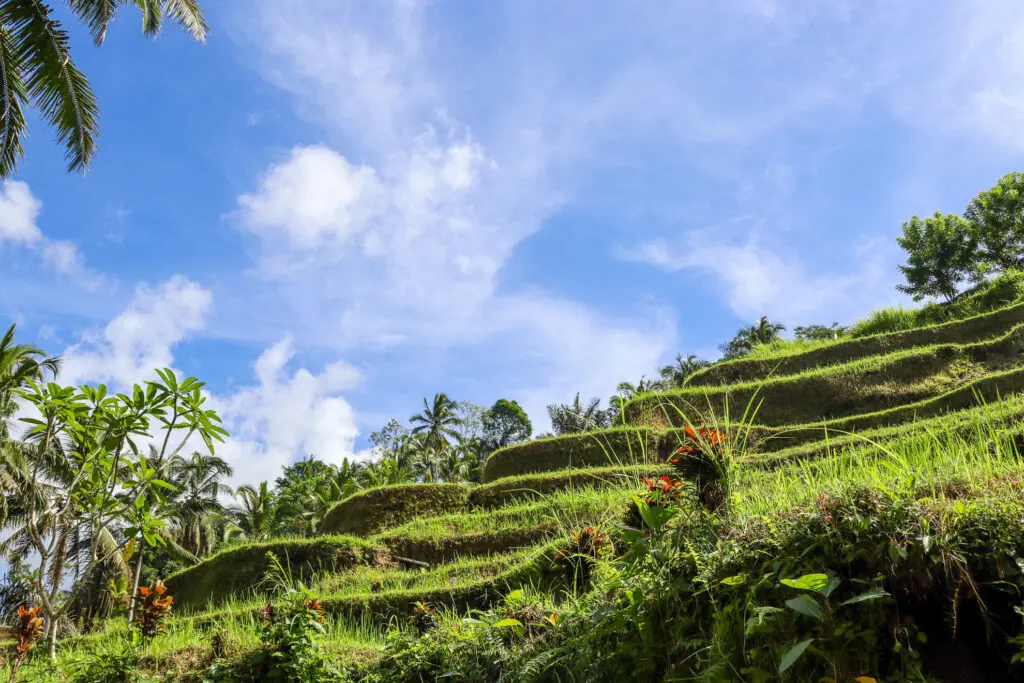 Reisterrassen von Tegalalang im Sonnenlicht