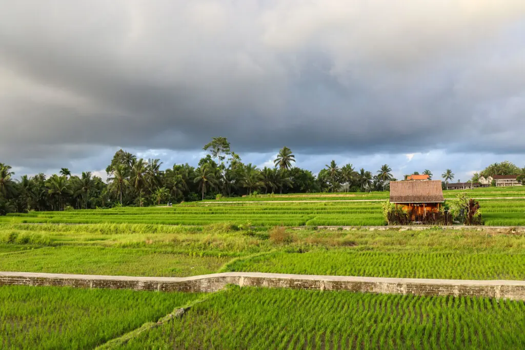 Reisterrassen bei bewölktem Himmel