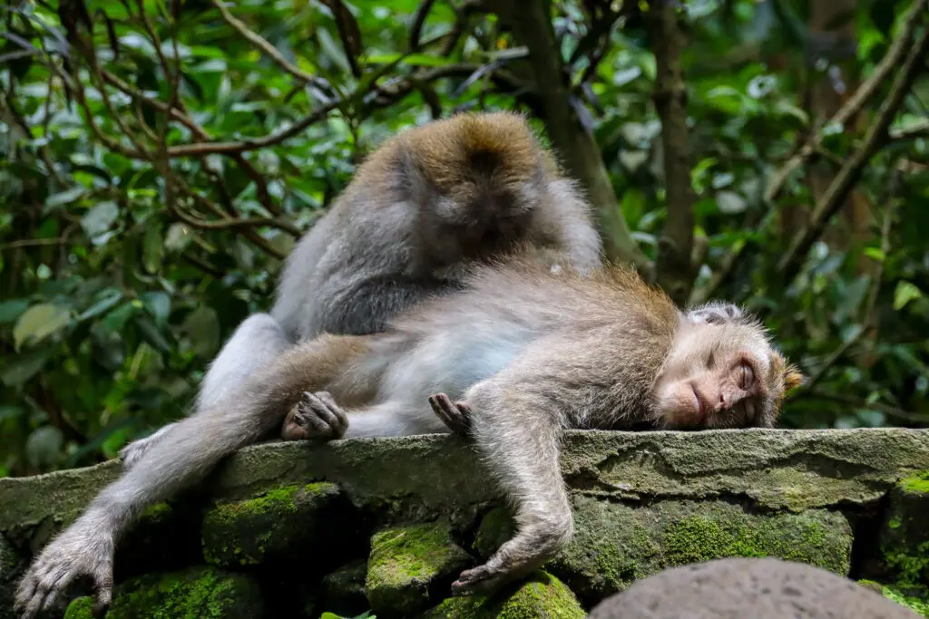 Schlafender Affe auf einem Baumstamm