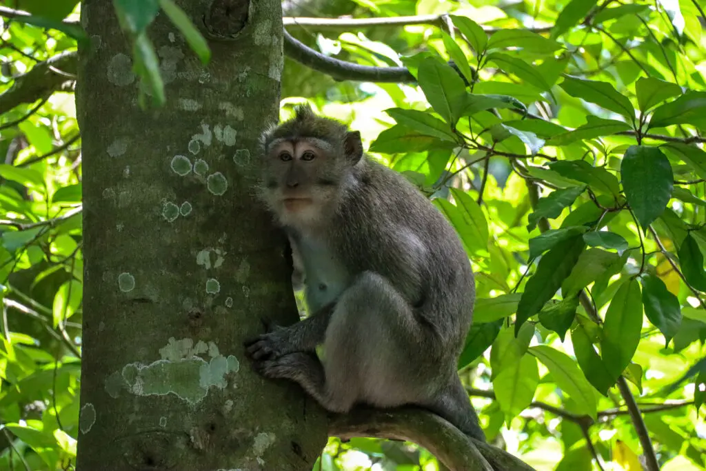 Affe auf Baumstamm im Dschungel von Ubud