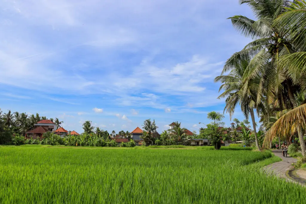 Weite grüne Reisterrassen mit Palmenhintergrund