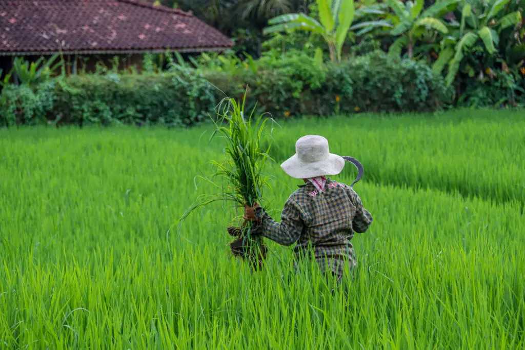 Reisbäuerin mit Strohhut bei der Ernte