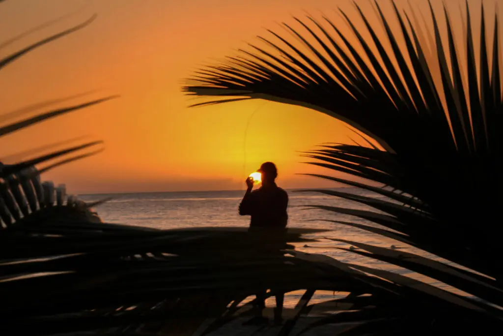 Sonnenuntergang durch Palmen