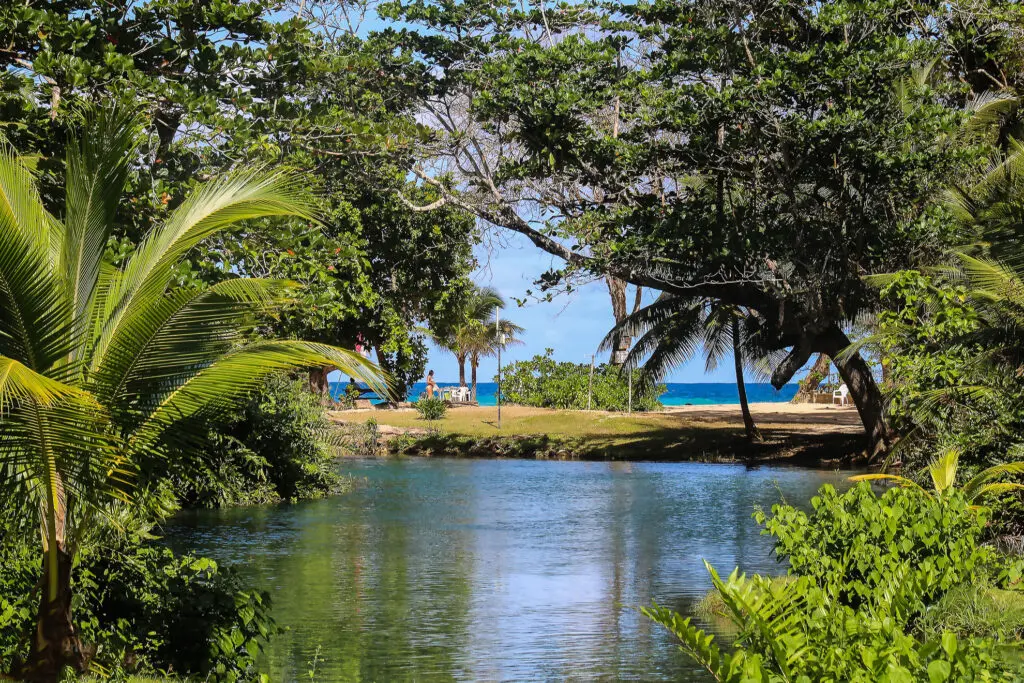 Tropischer Flusslauf zwischen Palmen und Wald