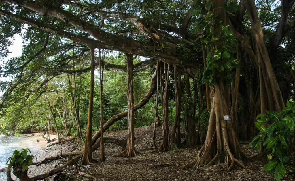 Dichtes Wurzelwerk in einem tropischen Wald am Strand