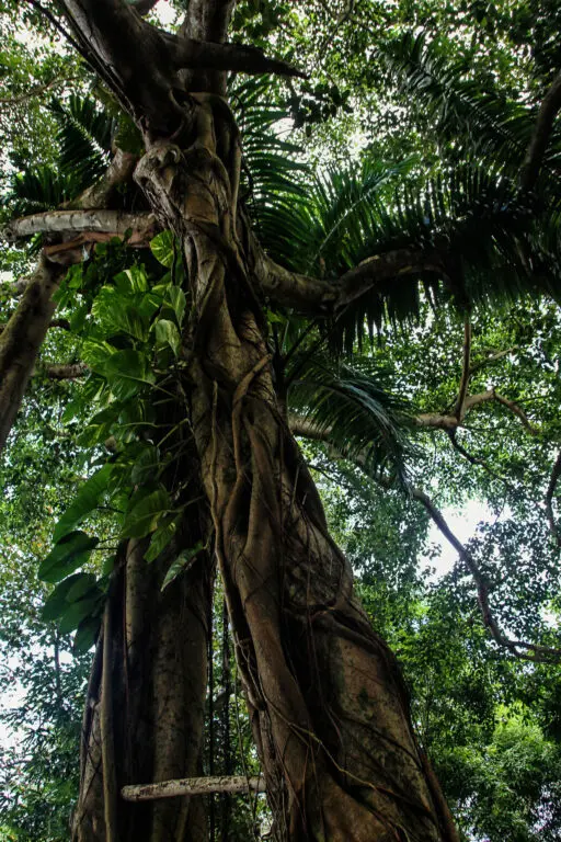 Verwachsene Baumwurzeln im Dschungel von Jamaika