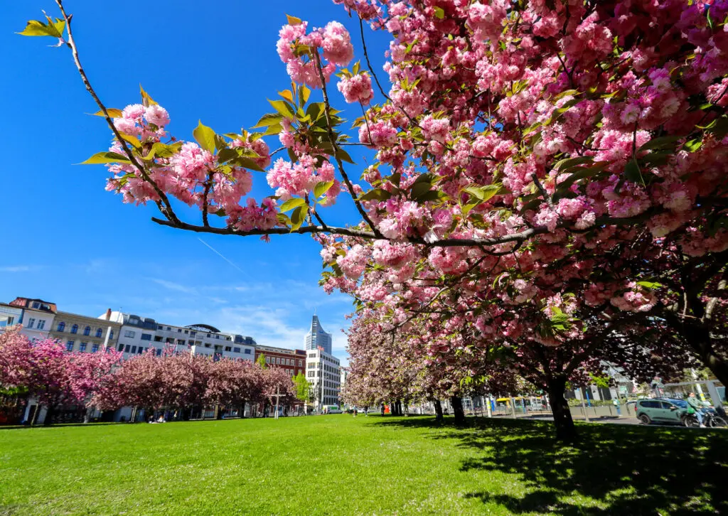 Nahaufnahme von Kirschblüten mit City-Hochhaus im Hintergrund
