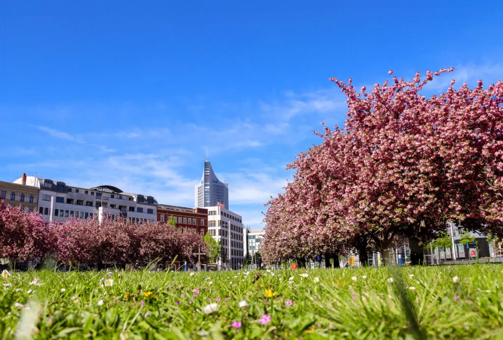 Wiese mit Blütenbäumen
