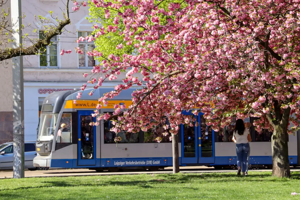 Tram fährt durch blühende Allee im Leipziger Osten