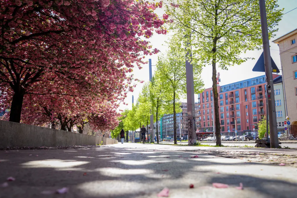 Straßenszene mit Kirschblüten Leipzig