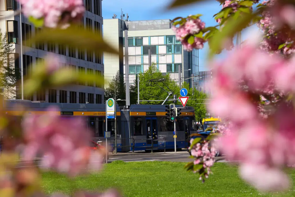Straßenbahn und Kirschblüte