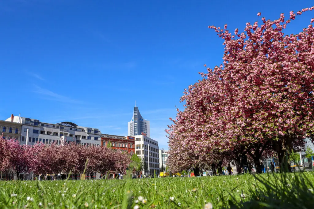 City-Hochhaus hinter pinken Blütenbäumen bei strahlend blauem Himmel