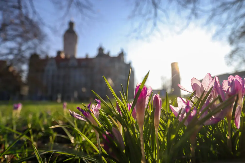Neues Rathaus mit Frühlingswiese im Vordergrund
